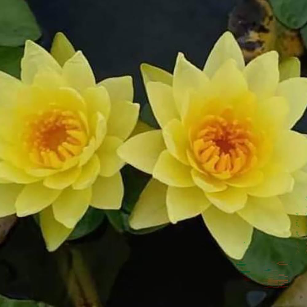 6 Live Hardy Yellow Water Lily Tubers – Nymphaea ‘Joey’ Pond Lily Rhizomes for Outdoor Ponds and Water Gardens