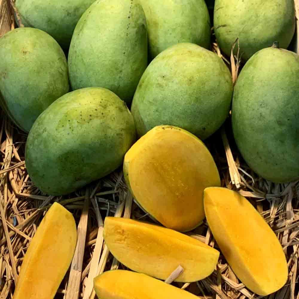 Golden Bloom Exotica Orchids Grafted Sweet Langra Mango Plant (Height 1.5-2 FT)