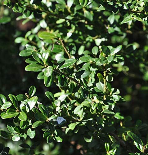 Hochstamm Japanische Stechpalme Ilex Glori Gem 100-125cm - ilex crenata