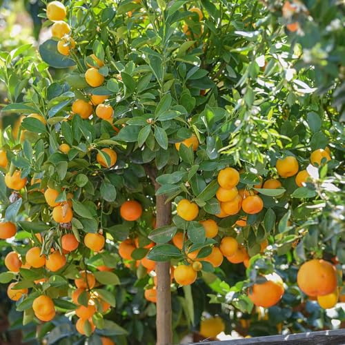 YouGarden Citrus 'Calamondin Orange' Tree with Fruits, Ready to Plant, Mediterranean Citrus Tree in 22cm Pot, Edible Fruits, Fragrant Flowers, Grow Your Own
