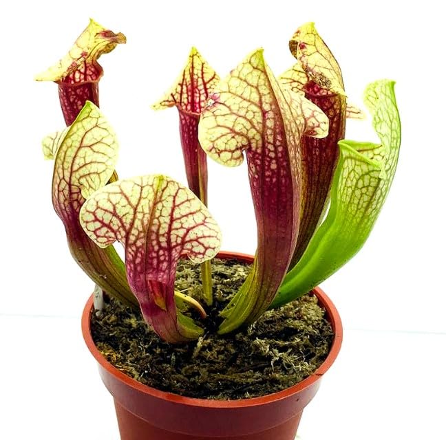 Planta Carnívora Sarracenia Natural: Naturaleza Viva que Protege tu Jardín