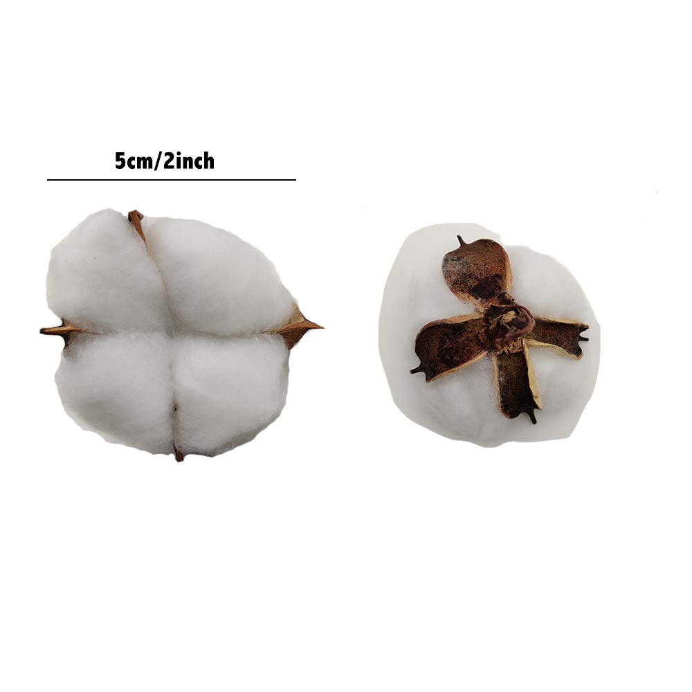 Cotton Bolls 30 pièces Couleur Naturelle Boules de Coton séchées Choix de Branche de Coton Blanc Parfait pour Les couronnes Artisanat Maison Cadeau décorations de Style Ferme