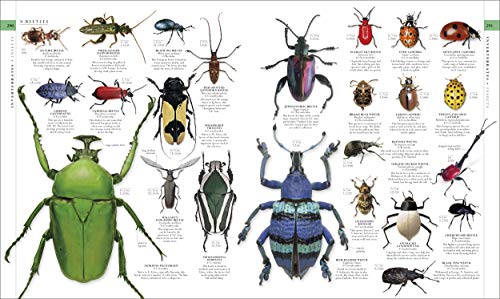 Image of Natural History (DK Definitive Visual Encyclopedias)