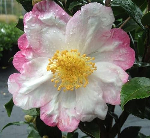 Hana Jiman Camellia image