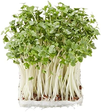 あや様1/31まで取り置き(スプラウト) Amazon | ブロッコリースプラウト（種）40ml 3袋セット | 野菜