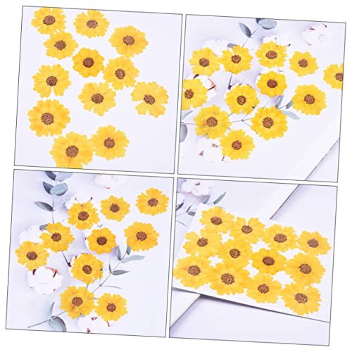 Flores Secas Daisy Pressed 120 piezas para Manualidades miniatura 4