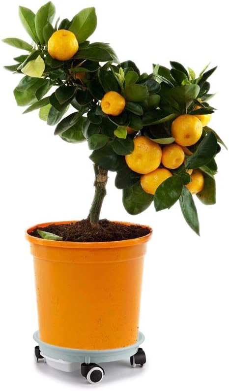 Skelang 2-Pack 13.39' Plant Caddy with Water Drawer, Movable Planter Dolly, Plant Stand Pallet - Loading Capacity 180 Lbs