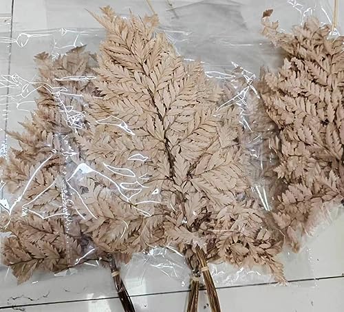 Light Brown Dried Preserved Fern Leaves - 10 Stems | Dried Fern| Dried Flowers| Preserved Flowers| Bleached Flowers | Natural Fern Leaves #TOP1