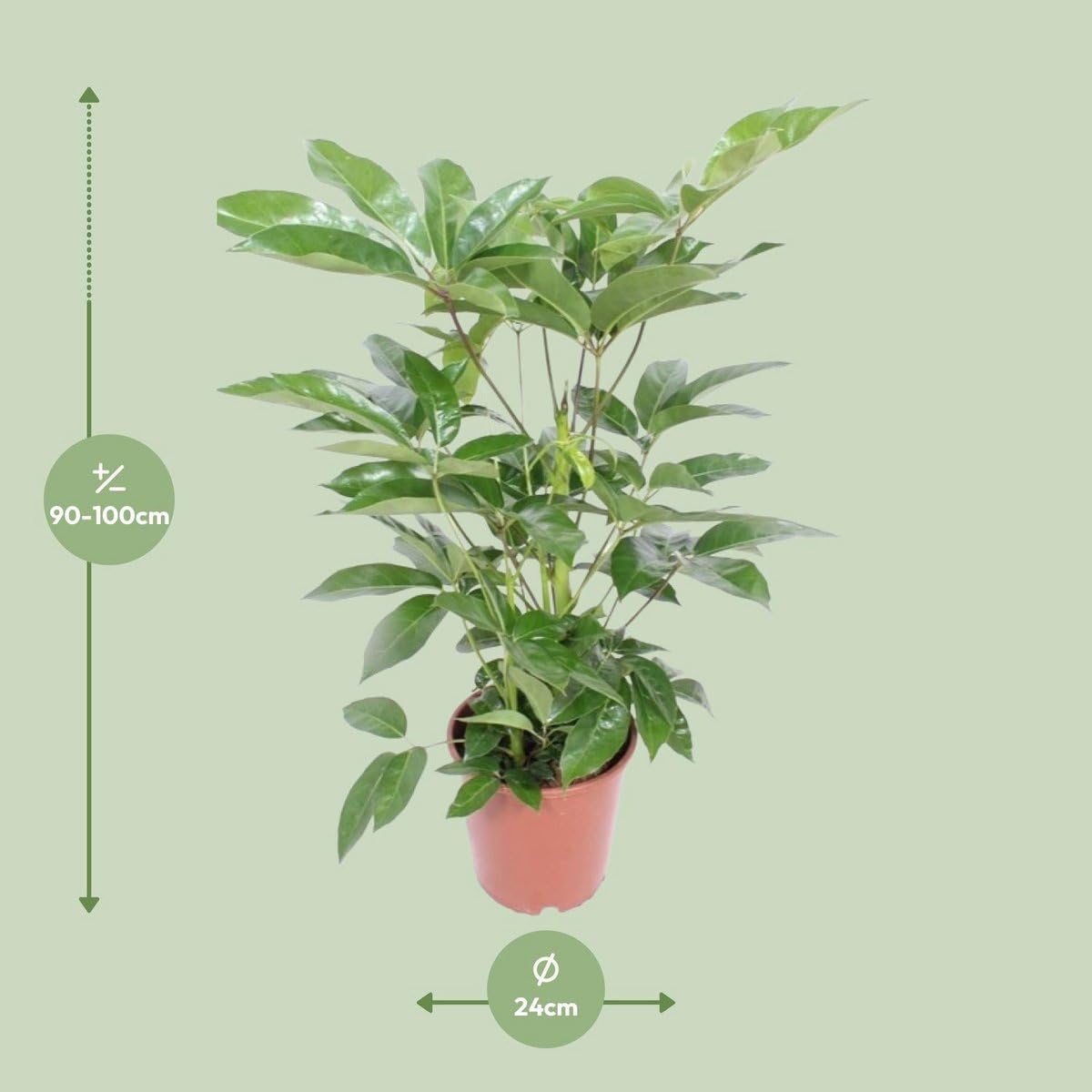 Zimmerpflanze Enthält Blattpflanze, Pflegeleicht, Luftreinigend, Schefflera, Parapluplanze, Für Wohnzimmer Büro Balkon, Grün, Ø24cm 100cm