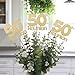 50th High School Reunion Decorations, 1976 Reunion Table Centerpiece Sticks, 50 Year Graduating Class Centerpiece Picks, 3 per Pack