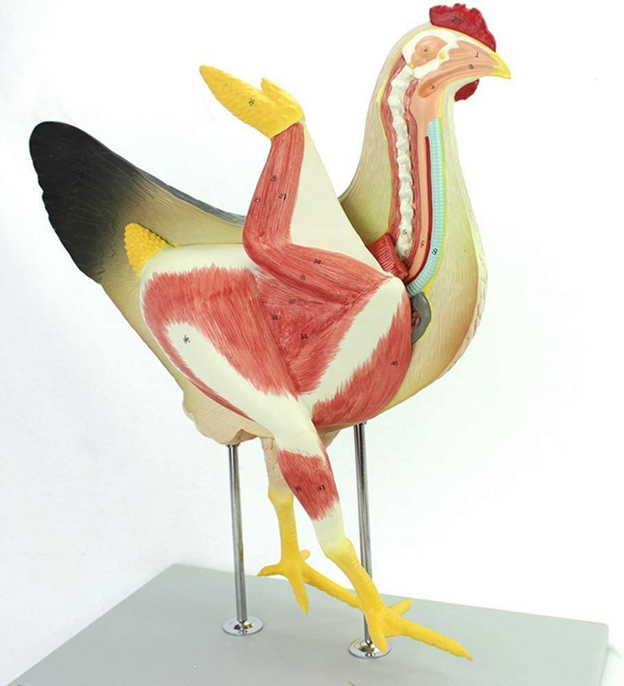 Sjdopulse A Natomical Chicken Model - Life Size Chicken Natomical Model - Demonstration Model Of Chicken Natomy -For Veterinarians Use Nimal Medical Practice Models (A)