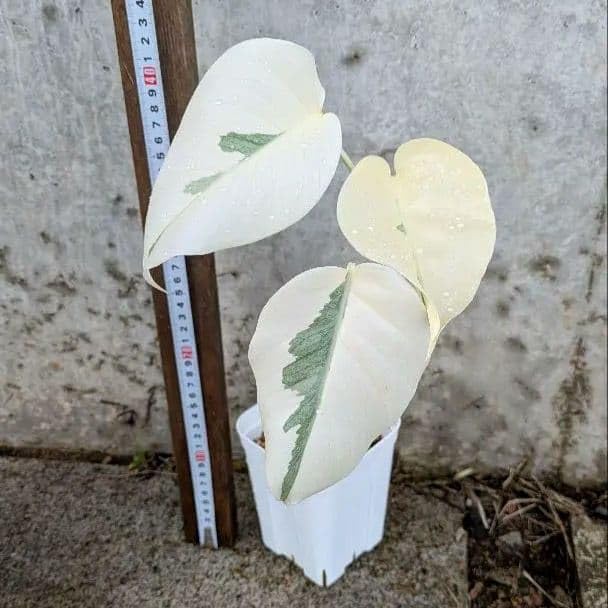 Amazon｜種白い斑入りが美しいホワイトタイガーのモンステラ｜観葉植物