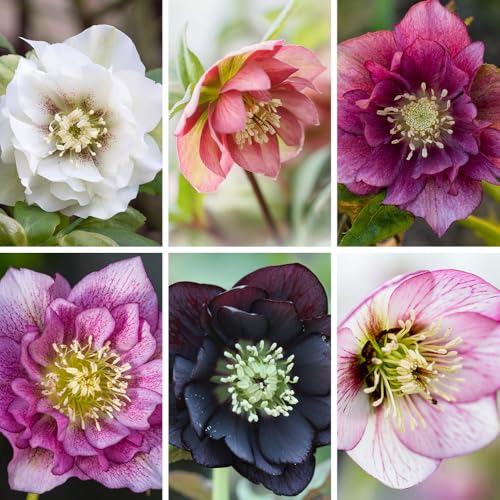 YouGarden Hellebore 'Double Ellen' Collection, Set of Six Es