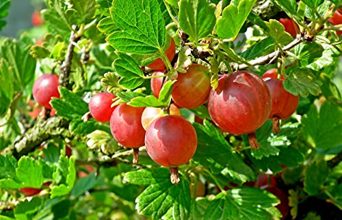 Gooseberry - Red Semi-Thornless, Excellent Flavor, Very Vigorous And Productive - 1 Tixia Plug Plant - (Not Shipping To: De, Me, Nc, Nh, Nj & Wv) #TOP2