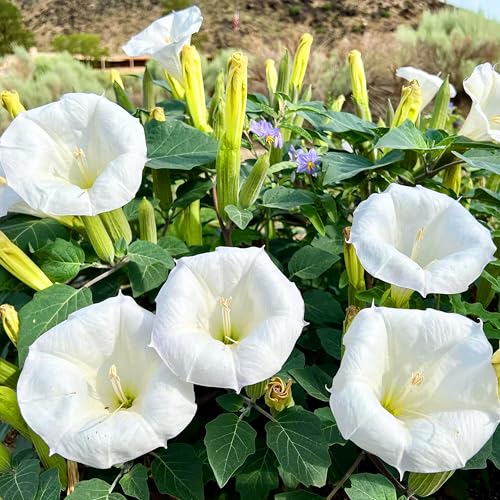 KVITER 40 White Moonflower Seeds – Moon Flower Seeds for Planting/Flower Seeds to Plant Outside – Ideal Flowering Bushes for Moon Garden, Night-Time Enchantment of Outdoor Garden