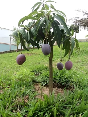 Image of inchMiyazaki Mango Plant - Live Grafted Tree, Height 2-3 Feet, Produces Delicious Fruits in 2-3 Years - Perfect for Home Gardens and Tropical Landscapes! inch