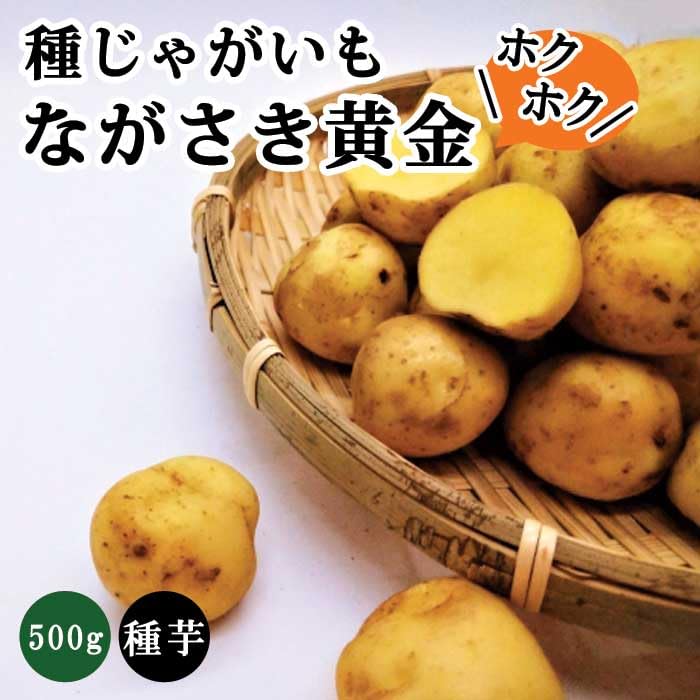 Amazon.co.jp: 種 じゃがいも ながさき黄金 PVP 約500g※大小ミックス