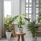 Zoom IMG-2 plant in a box areca Zoom IMG-2 plant in a box areca