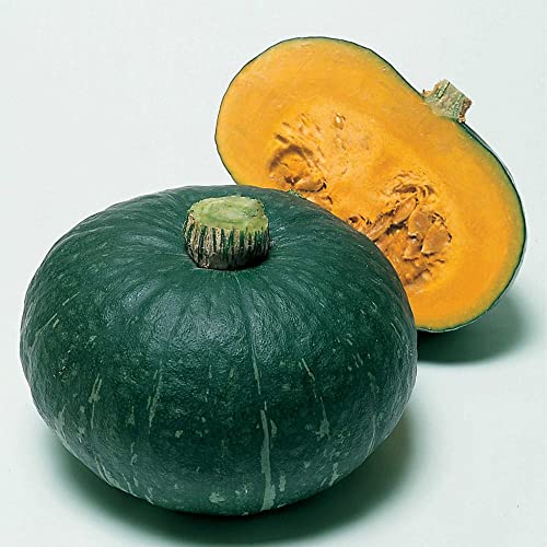 Squash Seeds - Japanese, Winter - Sweet Mama - Hybrid - 1 G Packet ~6 Seeds - Non-Gmo, F1 Hybrid - Asian Garden Vegetable #TOP10