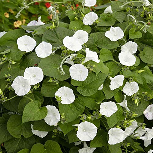 Chuxay Garden Ipomoea Alba-Moonflower,Tropical White Morning-Glory,Moon Vine 30 Seeds Showy Accent Plant #TOP5