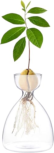 Miniatura 5 de Jarrón de iniciación de brotes de aguacate, maceta para interior de árbol de aguacate, kit de jarrón de cultivo de semillas de jardín de vidrio,