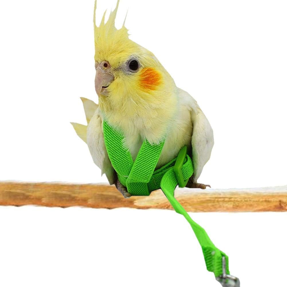 small bird harness and leash