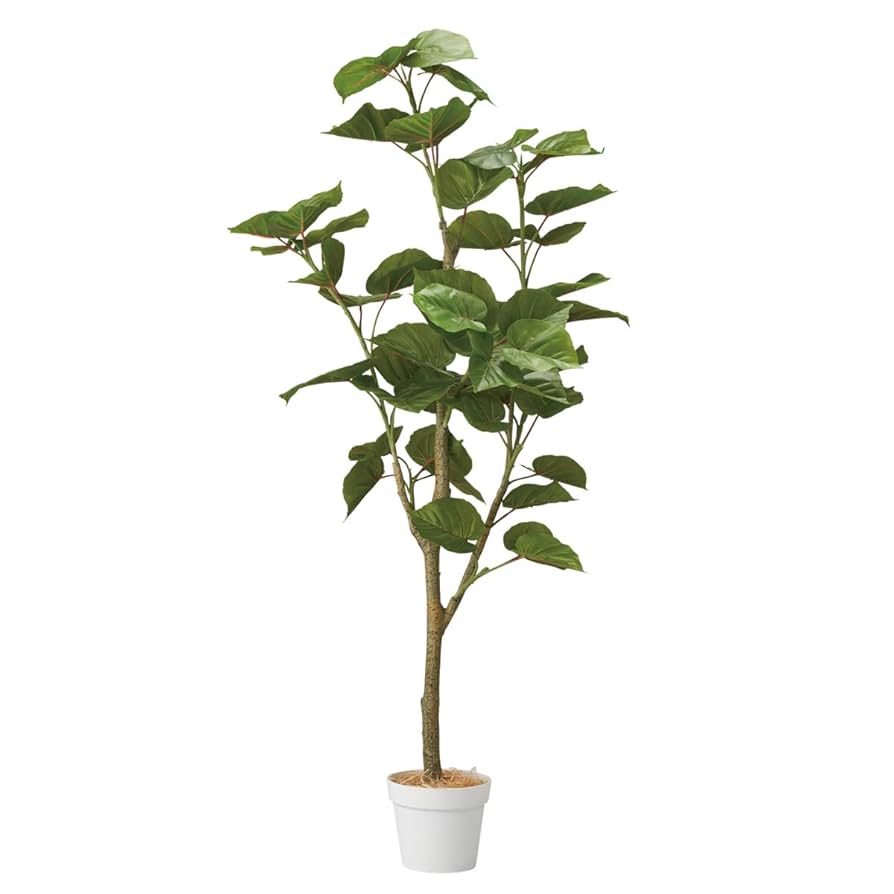 Amazon | フェイクグリーン フィカスウンベラータ 高さ155cm