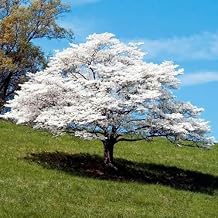 20 Flowering Dogwood Tree Seeds Beautiful Flowering Tree Seeds for Planting - Cornelian