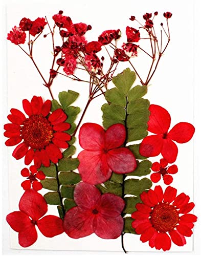 53 Arts 12Pcs Pressed Dried Flowers for Resin Natural Dried Flower Herbs kit for Resin Jewelry Making Soap and Candle Making-image-14