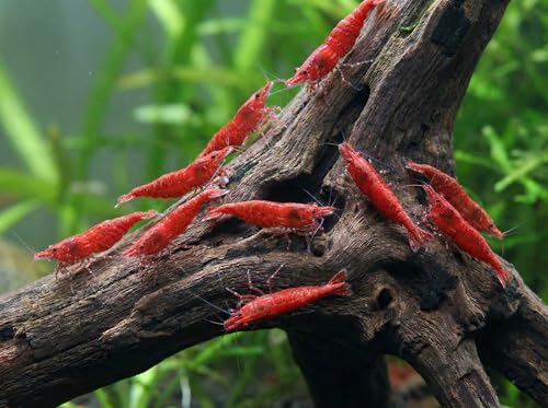 Garnelio - Red Cherry Garnele - Red Fire Garnele - Neocardina davidi...