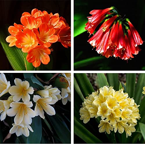 Generic New Fresh 5pcs Lily Clivia Flower Seeds Generic New Fresh 5pcs Lily Clivia Flower Seeds