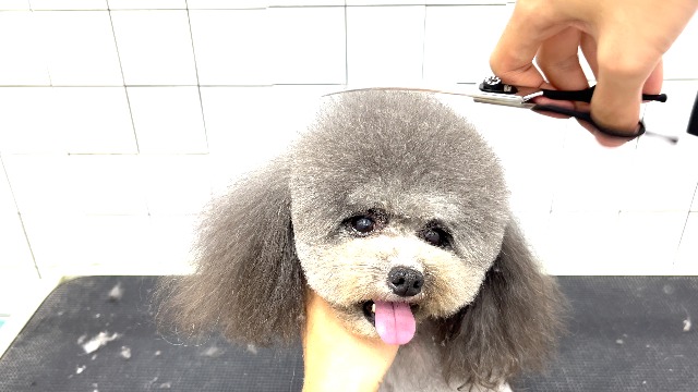 Amazon.com: FENICE PEAK Dog Grooming Curved Scissors for Pets