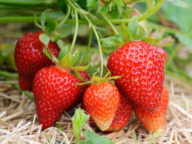 Strawberry Fruit Tree Plant Hybrid All Time (Pack Of 3) Red Sweet And Healthy Testy Strawberry Fruit Plant (B0CG4N2KZL) Amazon Price History, Amazon Price Tracker