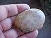 Car7606 Coral Fossil Large Oval Cabchon