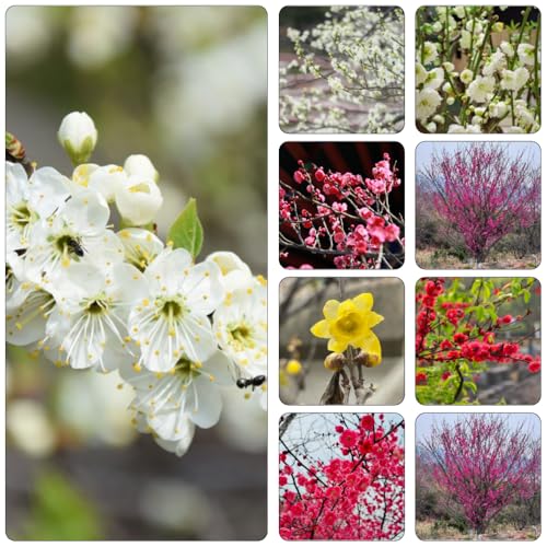 Armeniaca mume - perenne resistenti semi di giardino semi di perenne giardino resistenti all'inverno climpadora ufficio 130pcs