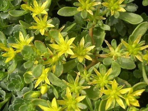 500 Semi dizar oro Sedum TRN247