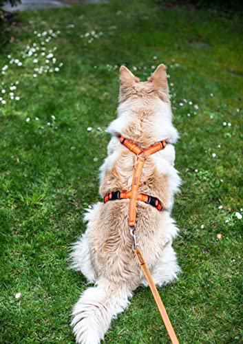 Feltmann Hundegeschirr Mantrailing/Suchgeschirr Basic - Laufgeschirr, Joggergeschirr - Super Soft, Neonorange, reflektierend, Bauchumfang 40-60 cm, 15 mm Bandbreite