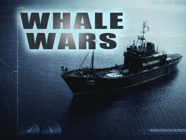 その他 Whale Wars: Season 1 [DVD] Whale Wars: Season 1 [DVD]: Amazon.co.uk: DVD & Blu-ray