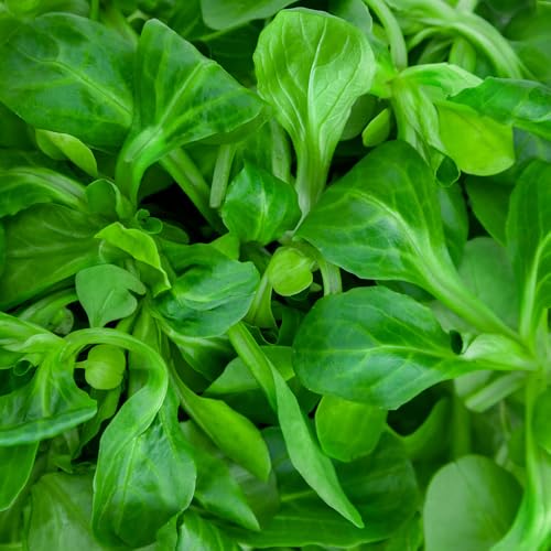 Lambs Lettuce Corn Salad Seeds – Nutritious, Cut & Come Again Variety – Easy to Grow – Fresh Tasty Vegetables – for Your Kitchen Garden