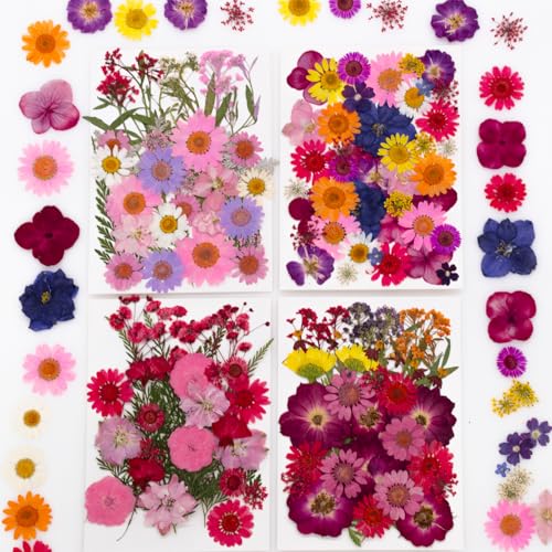 Kit de flores prensadas naturales secas para manualidades miniatura 1