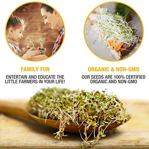 Mumm's Sprouting Seeds - Starter Sample Pack - 625 GR - Organic Sprout Seed Kit - Broccoli, Radish, Alfalfa, Mung Bean - Thumbnail 3