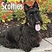 Just Scotties 2019 Wall Calendar (Dog Breed Calendar)