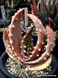 Rare Aloe ACULEATA V. CROUSIANA (RFS) Exotic Succulent Agave Hardy Plant Seed 10 Seeds