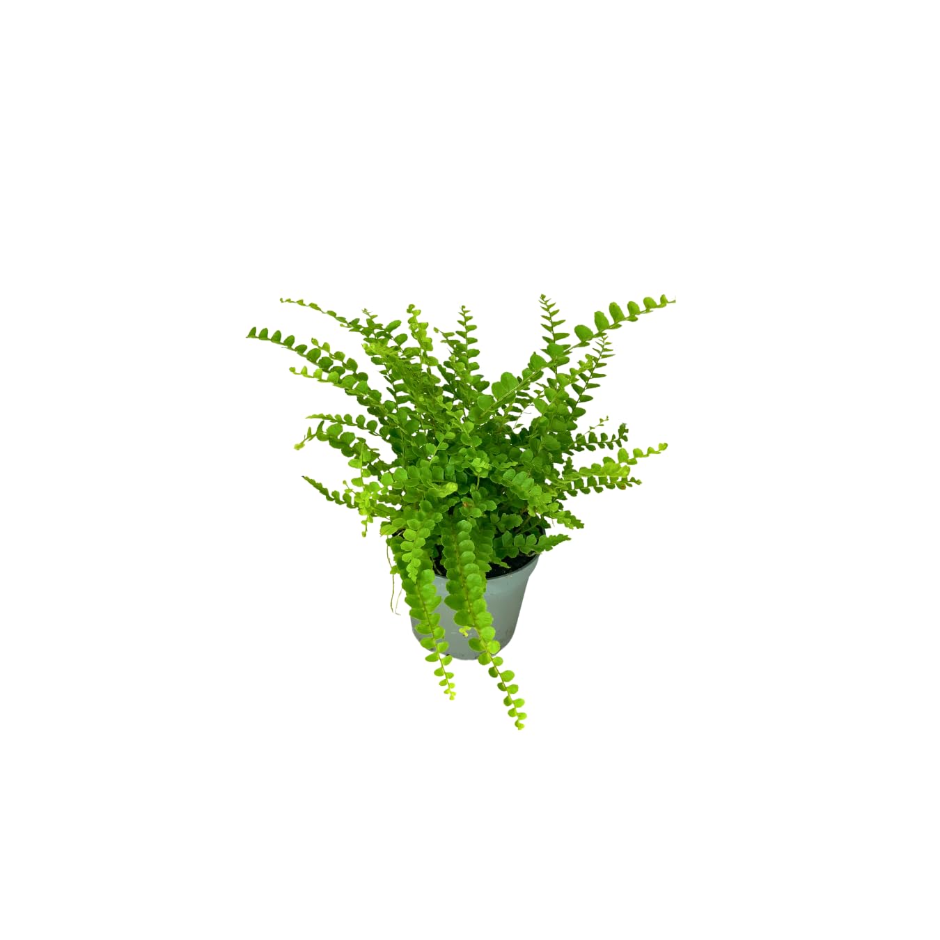 Kit 6 plants verts pour Terrarium Fai-da-Te | Fittonia Rouge et Blanc, Fougère, Lierre, Mini Calathea | Plantes Vives d'intérieur (Avec Bonsai Mini)