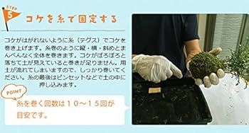 Amazon.co.jp: さあ苔玉（こけだま）を作りましょう！【苔玉作成