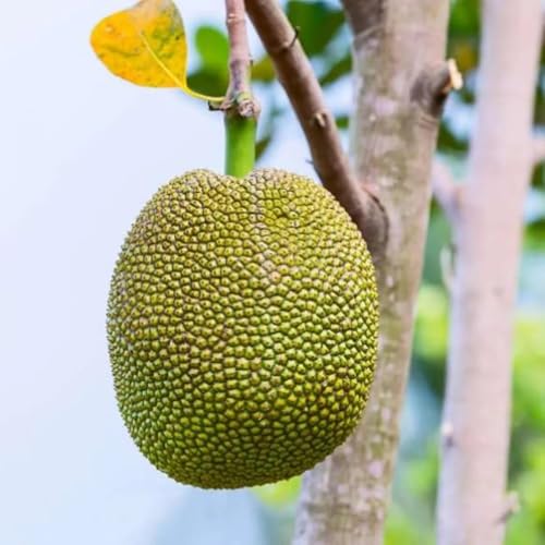 Image of Muttan Varikka Jackfruit Live Plant (Artocarpus Heterophyllus) a€ inch Healthy Fruit Tree for Home & Garden, Sweet Flesh Variety, Outdoor Farming & Balcony Gardening - Pack of 1