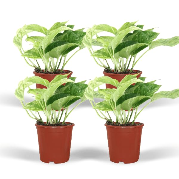 Efeutute Epipremnum Marble Queen Zimmerpflanze Ø12 cm