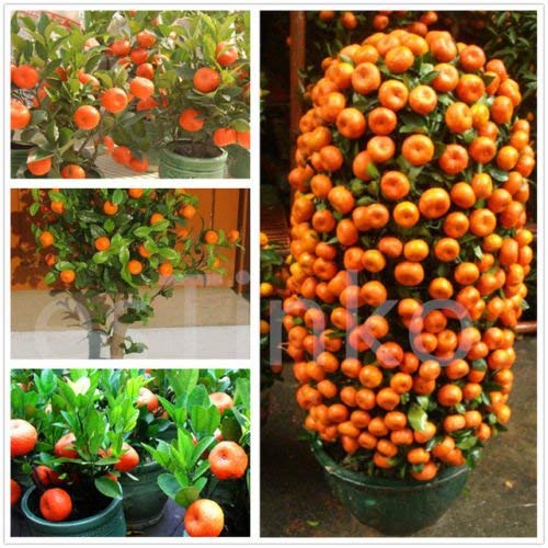 Creative Farmer Live Plant Orange Valley Bonsai Garden Plant (Live) - Rare Imported Sweet Orange Fruit Plant Plant (1 Healthy Live Plant) (B07NKDM881) Amazon Price History, Amazon Price Tracker