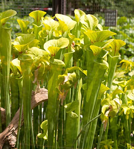Baumschule Gelbe Schlauchpflanze Sarracenia flava