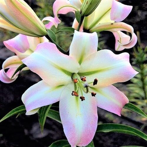Lilienzwiebeln Baumlilie Riesenlilien Lilium Zwiebeln Onion Knollen Winterhart Frische mehrjährig duftenden Prachtblüten (Pretty Woman)